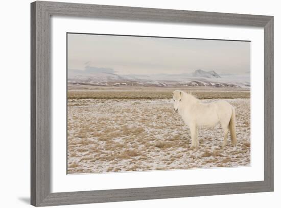 Iceland Horse, Near Hvollsvšllur, South Iceland, Iceland-Rainer Mirau-Framed Photographic Print