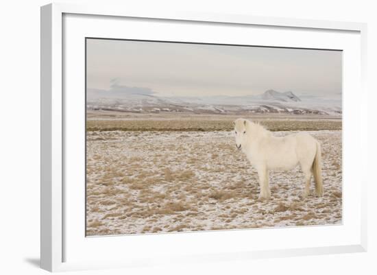 Iceland Horse, Near Hvollsvšllur, South Iceland, Iceland-Rainer Mirau-Framed Photographic Print