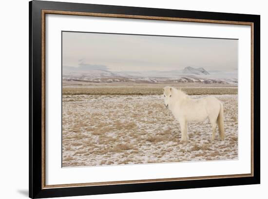 Iceland Horse, Near Hvollsvšllur, South Iceland, Iceland-Rainer Mirau-Framed Photographic Print