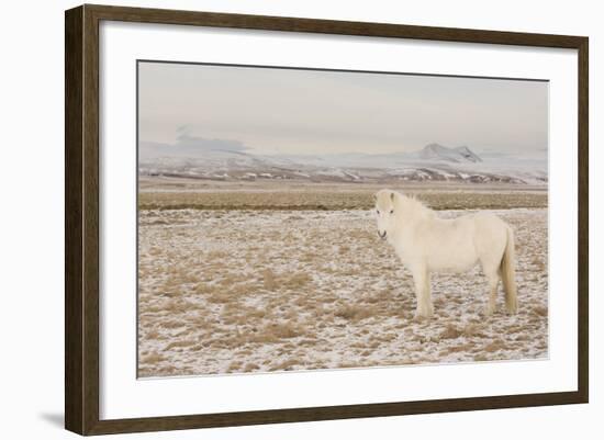 Iceland Horse, Near Hvollsvšllur, South Iceland, Iceland-Rainer Mirau-Framed Photographic Print