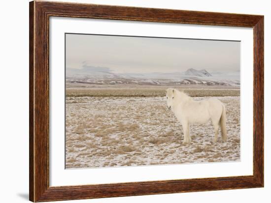 Iceland Horse, Near Hvollsvšllur, South Iceland, Iceland-Rainer Mirau-Framed Photographic Print