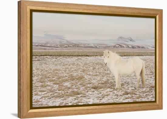 Iceland Horse, Near Hvollsvšllur, South Iceland, Iceland-Rainer Mirau-Framed Premier Image Canvas