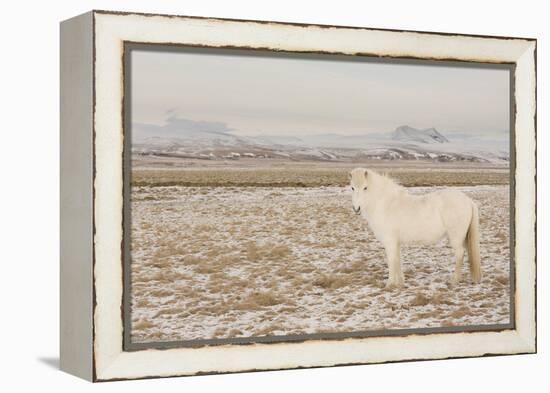 Iceland Horse, Near Hvollsvšllur, South Iceland, Iceland-Rainer Mirau-Framed Premier Image Canvas