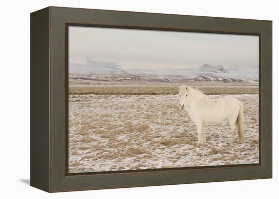 Iceland Horse, Near Hvollsvšllur, South Iceland, Iceland-Rainer Mirau-Framed Premier Image Canvas