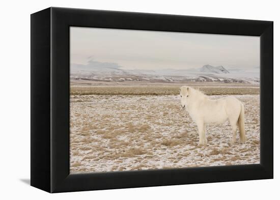 Iceland Horse, Near Hvollsvšllur, South Iceland, Iceland-Rainer Mirau-Framed Premier Image Canvas