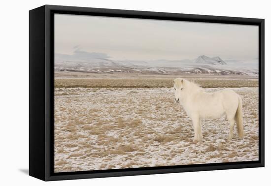 Iceland Horse, Near Hvollsvšllur, South Iceland, Iceland-Rainer Mirau-Framed Premier Image Canvas