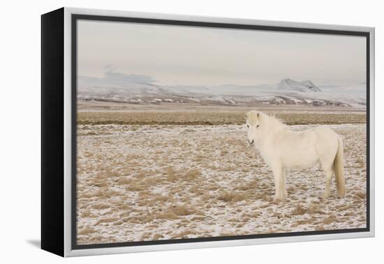 Iceland Horse, Near Hvollsvšllur, South Iceland, Iceland-Rainer Mirau-Framed Premier Image Canvas