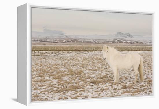 Iceland Horse, Near Hvollsvšllur, South Iceland, Iceland-Rainer Mirau-Framed Premier Image Canvas