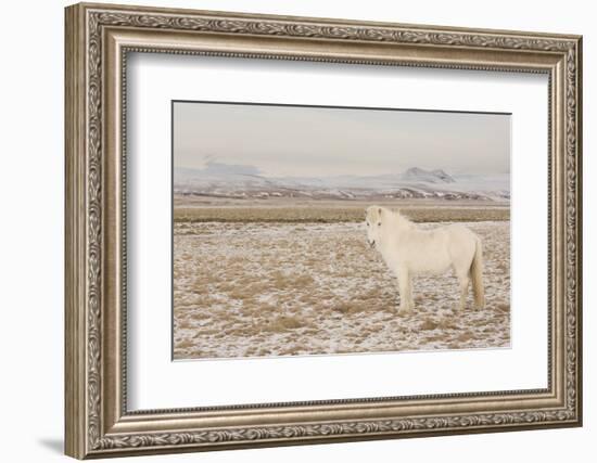 Iceland Horse, Near Hvollsvšllur, South Iceland, Iceland-Rainer Mirau-Framed Photographic Print