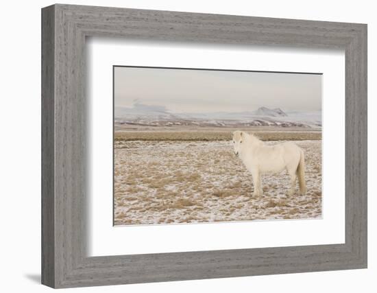 Iceland Horse, Near Hvollsvšllur, South Iceland, Iceland-Rainer Mirau-Framed Photographic Print