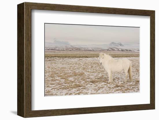 Iceland Horse, Near Hvollsvšllur, South Iceland, Iceland-Rainer Mirau-Framed Photographic Print