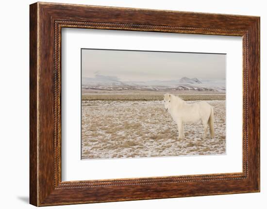 Iceland Horse, Near Hvollsvšllur, South Iceland, Iceland-Rainer Mirau-Framed Photographic Print