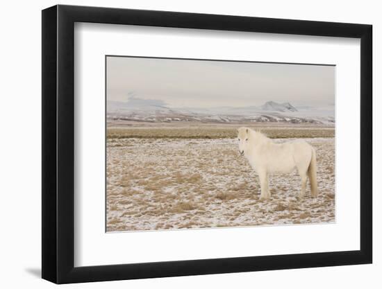 Iceland Horse, Near Hvollsvšllur, South Iceland, Iceland-Rainer Mirau-Framed Photographic Print