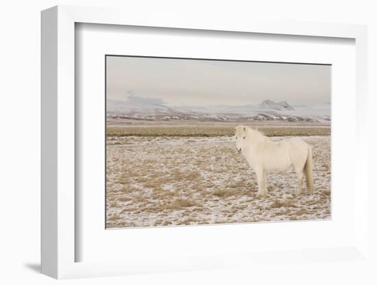 Iceland Horse, Near Hvollsvšllur, South Iceland, Iceland-Rainer Mirau-Framed Photographic Print