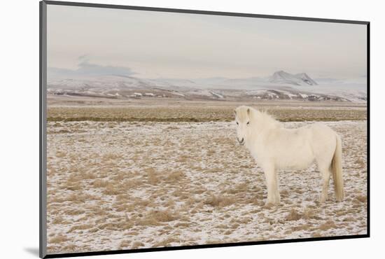 Iceland Horse, Near Hvollsvšllur, South Iceland, Iceland-Rainer Mirau-Mounted Photographic Print