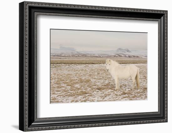 Iceland Horse, Near Hvollsvšllur, South Iceland, Iceland-Rainer Mirau-Framed Photographic Print