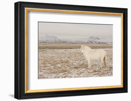 Iceland Horse, Near Hvollsvšllur, South Iceland, Iceland-Rainer Mirau-Framed Photographic Print