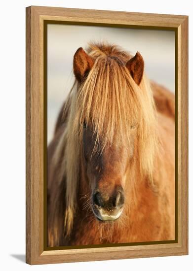 Iceland Horse, Portrait, Animals, Animal, Mammals, Mammal, Un, Horses, Horse, Reitpferde-Ronald Wittek-Framed Premier Image Canvas