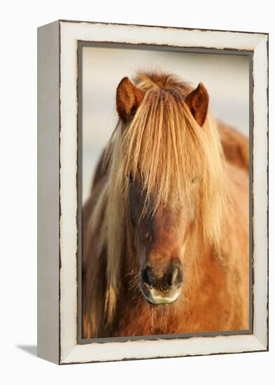 Iceland Horse, Portrait, Animals, Animal, Mammals, Mammal, Un, Horses, Horse, Reitpferde-Ronald Wittek-Framed Premier Image Canvas