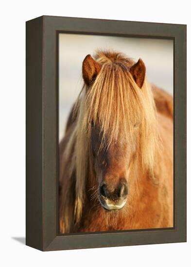 Iceland Horse, Portrait, Animals, Animal, Mammals, Mammal, Un, Horses, Horse, Reitpferde-Ronald Wittek-Framed Premier Image Canvas