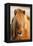 Iceland Horse, Portrait, Animals, Animal, Mammals, Mammal, Un, Horses, Horse, Reitpferde-Ronald Wittek-Framed Premier Image Canvas