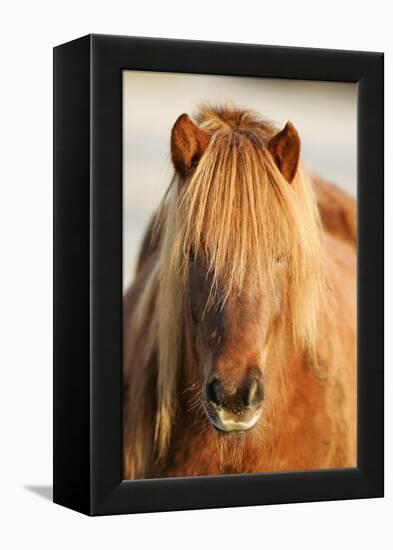 Iceland Horse, Portrait, Animals, Animal, Mammals, Mammal, Un, Horses, Horse, Reitpferde-Ronald Wittek-Framed Premier Image Canvas