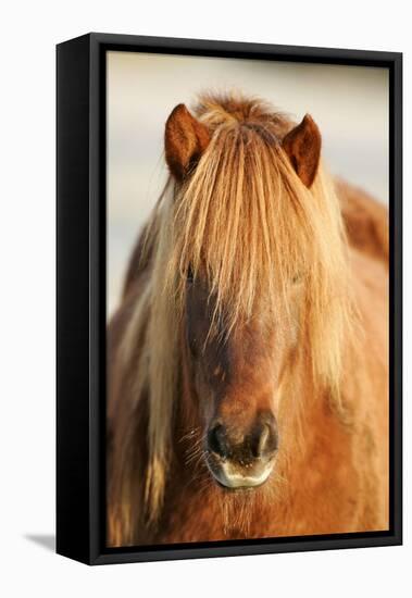 Iceland Horse, Portrait, Animals, Animal, Mammals, Mammal, Un, Horses, Horse, Reitpferde-Ronald Wittek-Framed Premier Image Canvas