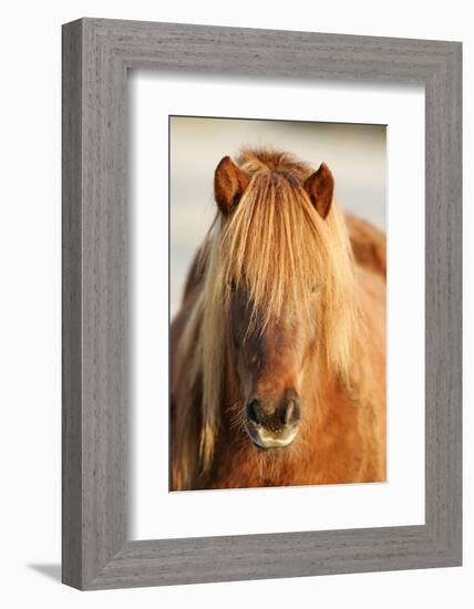 Iceland Horse, Portrait, Animals, Animal, Mammals, Mammal, Un, Horses, Horse, Reitpferde-Ronald Wittek-Framed Photographic Print