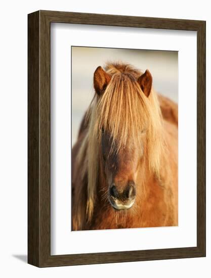 Iceland Horse, Portrait, Animals, Animal, Mammals, Mammal, Un, Horses, Horse, Reitpferde-Ronald Wittek-Framed Photographic Print