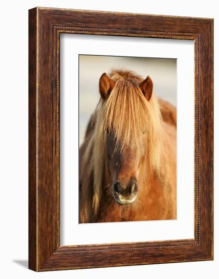 Iceland Horse, Portrait, Animals, Animal, Mammals, Mammal, Un, Horses, Horse, Reitpferde-Ronald Wittek-Framed Photographic Print