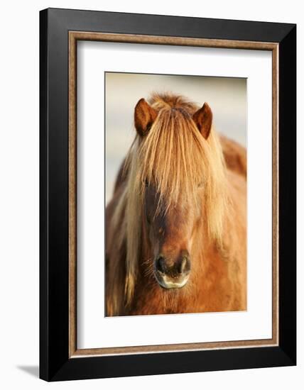 Iceland Horse, Portrait, Animals, Animal, Mammals, Mammal, Un, Horses, Horse, Reitpferde-Ronald Wittek-Framed Photographic Print