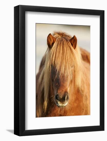 Iceland Horse, Portrait, Animals, Animal, Mammals, Mammal, Un, Horses, Horse, Reitpferde-Ronald Wittek-Framed Photographic Print