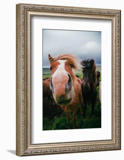 Iceland Horses and Clouds, Farm Scene, High Country Iceland-Vincent James-Framed Photographic Print