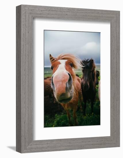 Iceland Horses and Clouds, Farm Scene, High Country Iceland-Vincent James-Framed Photographic Print