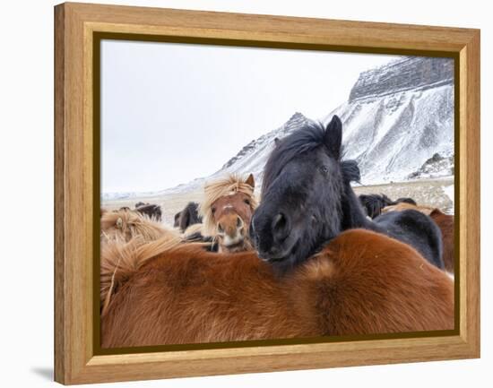 Iceland horses in winter, western Iceland. March.-Konrad Wothe-Framed Premier Image Canvas