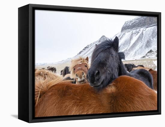 Iceland horses in winter, western Iceland. March.-Konrad Wothe-Framed Premier Image Canvas
