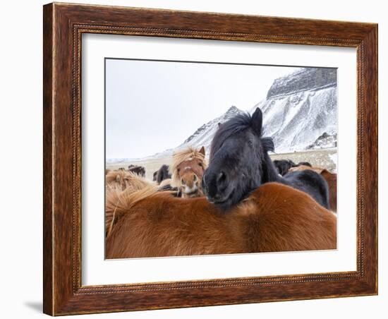 Iceland horses in winter, western Iceland. March.-Konrad Wothe-Framed Photographic Print