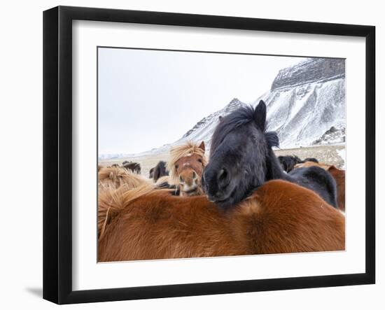 Iceland horses in winter, western Iceland. March.-Konrad Wothe-Framed Photographic Print
