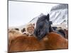 Iceland horses in winter, western Iceland. March.-Konrad Wothe-Mounted Photographic Print