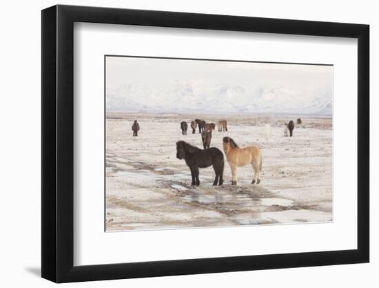 Iceland Horses, Near Hvollsvšllur, South Iceland, Iceland-Rainer Mirau-Framed Photographic Print