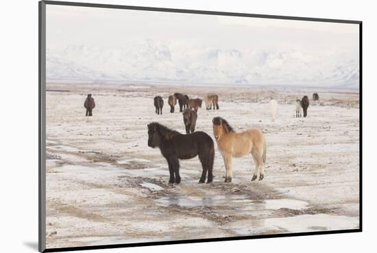 Iceland Horses, Near Hvollsvšllur, South Iceland, Iceland-Rainer Mirau-Mounted Photographic Print