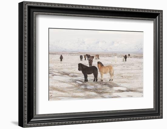 Iceland Horses, Near Hvollsvšllur, South Iceland, Iceland-Rainer Mirau-Framed Photographic Print