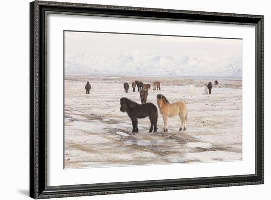 Iceland Horses, Near Hvollsvšllur, South Iceland, Iceland-Rainer Mirau-Framed Photographic Print