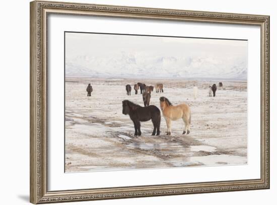 Iceland Horses, Near Hvollsvšllur, South Iceland, Iceland-Rainer Mirau-Framed Photographic Print