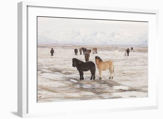 Iceland Horses, Near Hvollsvšllur, South Iceland, Iceland-Rainer Mirau-Framed Photographic Print