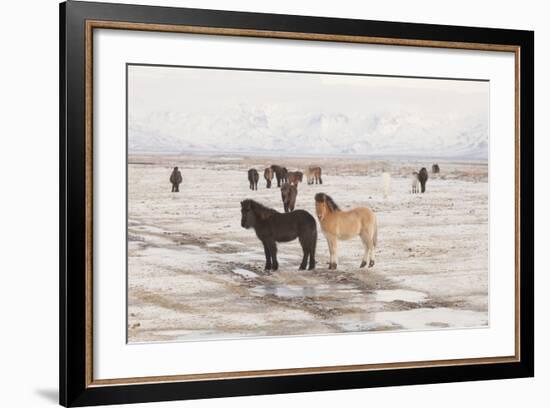 Iceland Horses, Near Hvollsvšllur, South Iceland, Iceland-Rainer Mirau-Framed Photographic Print
