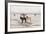 Iceland Horses, Near Hvollsvšllur, South Iceland, Iceland-Rainer Mirau-Framed Photographic Print