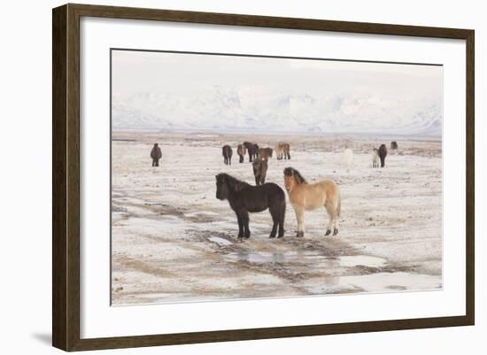 Iceland Horses, Near Hvollsvšllur, South Iceland, Iceland-Rainer Mirau-Framed Photographic Print