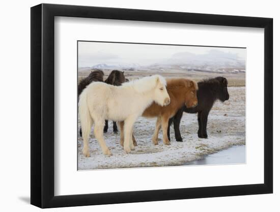 Iceland Horses, Near Hvollsvšllur, South Iceland, Iceland-Rainer Mirau-Framed Photographic Print