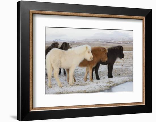 Iceland Horses, Near Hvollsvšllur, South Iceland, Iceland-Rainer Mirau-Framed Photographic Print